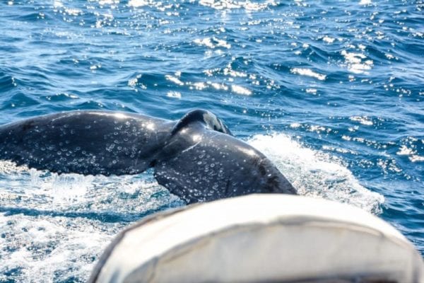 Cannes Yachting Festival 2019